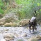 Corriendo por el rio mientras yo descanso un poco, no se cansa nunca.
El es feliz , se le nota enseguida.